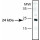 ANTI-SUPEROXIDE DISMUTASE SIGMA S5069-200UL