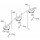 CHITINE DE RAPACES DE CREVETTE S POUDRE SIGMA C7170 - 100G