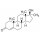 17 ALPHA-METHYLTESTOSTERONE SIGMA M7252 - 10G