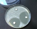 disque-antibiotique-2.jpg